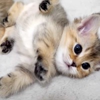 集まって寝ている赤ちゃん猫たち→１匹がドヤ顔で…まさかの『胸キュン確定の行動』に「コロンコロンかわいい」「とっても素晴らしい寝返り」