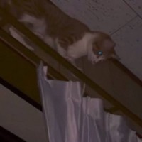 『深夜2時に音がする』と思ったら、猫が…思いもよらない『まさかの光景』に爆笑の声続出「申し訳ないが面白すぎるｗ」「まじで賢い」と14万再生