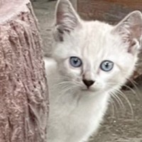 『庭に現れた白い子猫』を家族に迎えて１年→『模様』も変化して…劇的なビフォーアフターが17万再生「誰って感じで笑った」「とっても素敵」