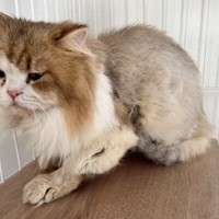 『触るとベタベタで強烈な臭いがする猫』を引き取って8か月後…劇的な変化に涙が止まらないと35万再生「表情が違う」「出会えてよかった」