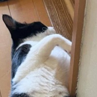 生まれて初めての『夏』を迎えた猫→廊下にいるところを見てみたら…『予想外のポーズ』に爆笑の声「禁断の開きをｗ」「教科書に載せたいｗ」