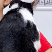 動物病院に連れてこられた猫→ママに見せた『とんでもなく尊い行動』に癒される人が続出「なんて愛らしさ」「安心するんだね」と4万表示