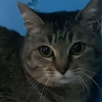 『なかなか心を開いてくれなかった保護猫』が、突然…寝ている最中に起きた『予想外の出来事』に感動の声「涙出ちゃった」「良かったね本当に」