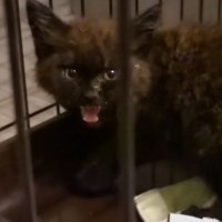 暗闇の中で鳴いていた『泥だらけの子猫』を保護→『致死率99%の大病』を発症して…感動の軌跡に涙する人が続出「涙腺崩壊する」「泣けてくる」