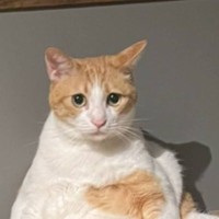 帰宅したら机の上でネコが……飼い主さんが恐怖を感じた『まさかの姿』が66万表示「急いで猫の服着たんだろうねｗ」「おっさんみたい」