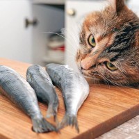 魚好きの猫は注意したい『イエローファット』とは？原因や症状、予防法を解説
