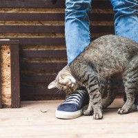 猫が『あなたを呼んでいる』ときの4つの行動・仕草　すぐに対応できないときはどうすれば？