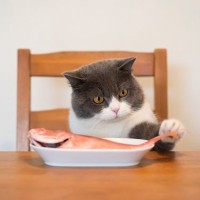 猫についあげたくなる『人の食べ物』7選　カニカマやかつおぶし…あげるのはあり？なし？