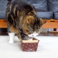 ３匹のネコの前に『パウンドケーキの型』を用意した結果→同時に見せた『まさかの光景』に「だいぶ生地があふれ出てたｗ」「ご満悦」と反響