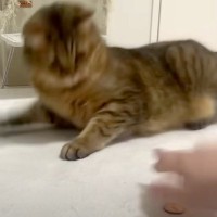 “リアクションがデカい猫”に、10円玉でマジックを見せた結果…『期待以上の反応』に「さすがエンターテイナー」「楽しい生き物だなぁ」