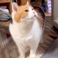 『もう待てないニャ』お父さんがお風呂を出ると、三毛猫がきて…『あざとくナデナデを要求する姿』に「声小さいの萌える」「あまえんぼ可愛い」