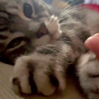 朝、目が覚めると手に違和感→隣で寝ていた猫が…『まさかの光景』とツンデレすぎる結末に６万いいね「恋人の添い寝だ」「いいね連打した」