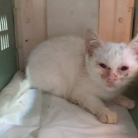 『ネズミ捕りに引っかかった』ボロボロの白猫を保護→お世話した結果…かつての姿からは想像もできない成長ぶりに涙「美猫」「原石だったにゃ」