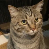 猫が久しぶりに『妹』を見た結果…顔の形が変化する『まさかの反応』が69万表示「別猫になったｗ」「久々だとガチ警戒モードになるよね」