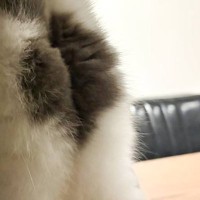 『キッチンを物色する猫』→後ろから撮影した結果…プリティーすぎる『おしり』に2万2000いいね「可愛いから許す」「思わず拡大したｗ」