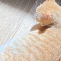 「なんかとっても素敵」床に寝転がる猫の様子を見てみると…あまりにもカッコいい『神々しい光景』に3万3000いいね「お芝居が始まりそうｗ」