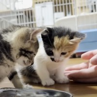 猫に好かれる息子→保護子猫に『手のひら』を差し出してみた結果…悶絶必至の光景が8万再生「信じられないほど素敵」「優勝、可愛すぎる」