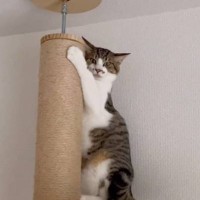 『病院』に行くことを察した猫→飼い主さんが近づくと…予想外の『形態変化』に"大爆笑"264万再生「初めて見たｗ」「つま先立ちしてて草」