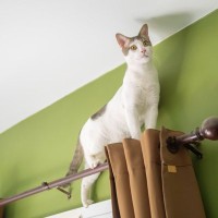 『私に合う猫』はどう選べばいい？性格やライフスタイルなど、“相性バッチリ”な猫を見極める5つのポイント