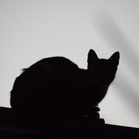 亡くなった愛猫の生まれ変わりかも…猫の『輪廻転生』を巡る3つの有名な説