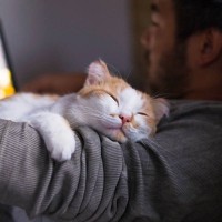 愛猫に見る「ただの甘え」と「依存」の違い3選　見極めないと起こり得るトラブルとは？