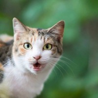 猫にまつわる『ラッキーを呼ぶジンクス』5選　実際に起きたら、いいことがあるかも？