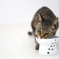 猫にご飯をあげるのは、人より先がいい？あとがいい？猫の『ご飯の順番』にまつわる3つの話