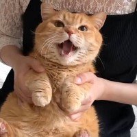 遊びに来た姉に激おこな猫→『踊らせてみた』結果…まさかの反応が可愛すぎると９万再生「激おこからの激カワｗ」「されるがままｗ」