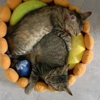 フルーツタルト形のベッドの上で眠る子猫たち→1年後…たまらなすぎる『現在の様子』が62万表示「ただの猫タルトｗ」「ボリューム満点」