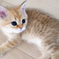 元気よく遊んでいる赤ちゃん猫たち→飼い主が優しく撫でると、"次の瞬間"…まさかの光景が尊すぎると9万再生「天使」「本当にかわいい」