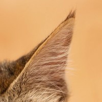 猫はどれくらい『耳がいい』？猫たちのすごい聴力にまつわる3つのトリビア