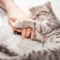 猫が『ずっと離れたくない…』と思うお相手の特徴3選　そもそも猫はくっつくのが好きなの？