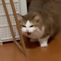 保護子猫たちに『シャー』と威嚇していた先住猫→気になって何度もやってきて…『まさかの姿』に「爆速すぎる」「仲良くなるの早そうｗ」