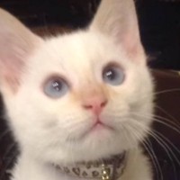 『白猫だと思って飼い始めたら……』成長後→まったく別の色に変わった『まさかの光景』が57万再生「ずっと可愛いね」「逆にラッキーｗ」