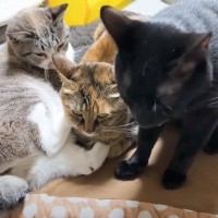 暑くなってきたので『猫用コタツ』を片付けようとしたら…思わず笑っちゃう『猫たちの行動』に「愛が伝わってくるｗ」「大人気なのねぇｗｗ」