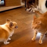 初対面のワンコが気になって仕方ない猫→猛アタックしていたら、同居犬が…まさかの『素敵すぎるやり取り』が113万再生「天才」「感動した」
