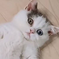 『ばぁば～見て！』と呼ばれて行ってみたら、猫が…お孫さんが思わず驚いた『爆笑の姿』が29万再生「ビックリするよねｗ」「将来有望ｗ」