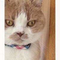 下痢や血便、何年もお腹の調子が悪かった猫→何をしても改善しないと思っていたら…突如判明した『まさかの原因』に「興味深い」「すごい驚き」