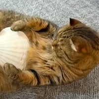 “ヘソ天”をしている猫たち→お腹にホタテの貝がらを乗せてみたら…『まるでラッコのような風格』と個性的な反応に「声出たｗ」「可愛すぎ」
