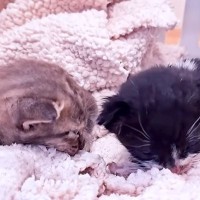 カラスに襲われていた２匹の赤ちゃん猫を保護→ミルクを全然飲めず心配していたら…『まさかの展開』に「生きることを選んでくれてありがとう」