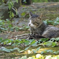 猫が『脱水症状』を起こしている4つのサイン　見落とすと起こり得るトラブルも