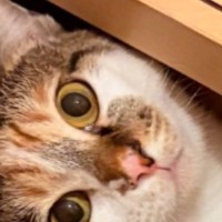 階段の角にある『三角形のスペース』を見たら、猫が…思わず笑みがこぼれる光景が9万表示「めっちゃ良い」「にゃんデレラフィット」