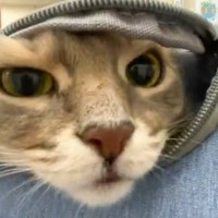 『動物病院』に連れてこられた猫→キャリーバッグからそっと顔を出して…微笑ましすぎる光景が63万表示「めっちゃ好き」「可愛い」