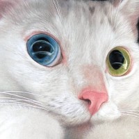 オッドアイがきれいな白猫ちゃん→よ～く見てみると……思わず声がでる『真実』に「言われないと気付けない」「怖いくらいにすごい」と絶賛の声