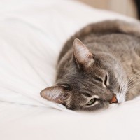 猫の寄生虫『トキソプラズマ』にはどんな危険姓が？症状や予防法など、知っておくべき3つのこと