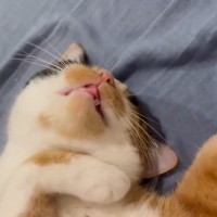 眠りながら『むにゃむにゃ』と口を動かす猫→飼い主さんが笑ったら…『とんでもなく可愛い瞬間』が430万表示「最高に愛おしい」「国宝」