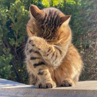 なぜ猫は『食後に顔を洗う』？3つの理由と、やらないときに気をつけたいこと