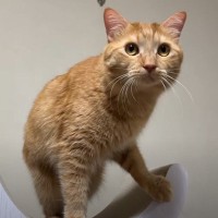 猫の誕生日にキャットタワーをあげた飼い主さん→喜んで使ってくれたと思ったら…『予想外の結末』に爆笑「本体よりもｗ」「あるあるだよねｗ」