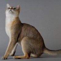 『ティッキング』が特徴の猫種3選　美しい被毛の特徴や魅力をご紹介