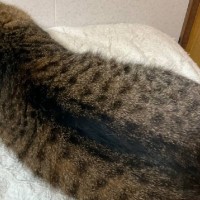 ギリギリネコ？…猫の後ろ姿を撮ってみた結果→ナマコにしか見えない『爆笑の光景』が83万7000表示「ニャマコ」「潮間帯にいそう」